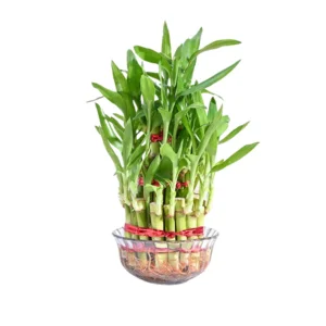 Lucky bamboo Plant