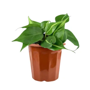 Philodendron Veriegated