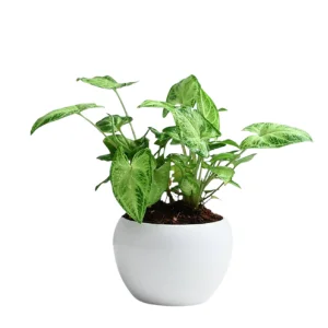 Syngonium Plant Elegance Online