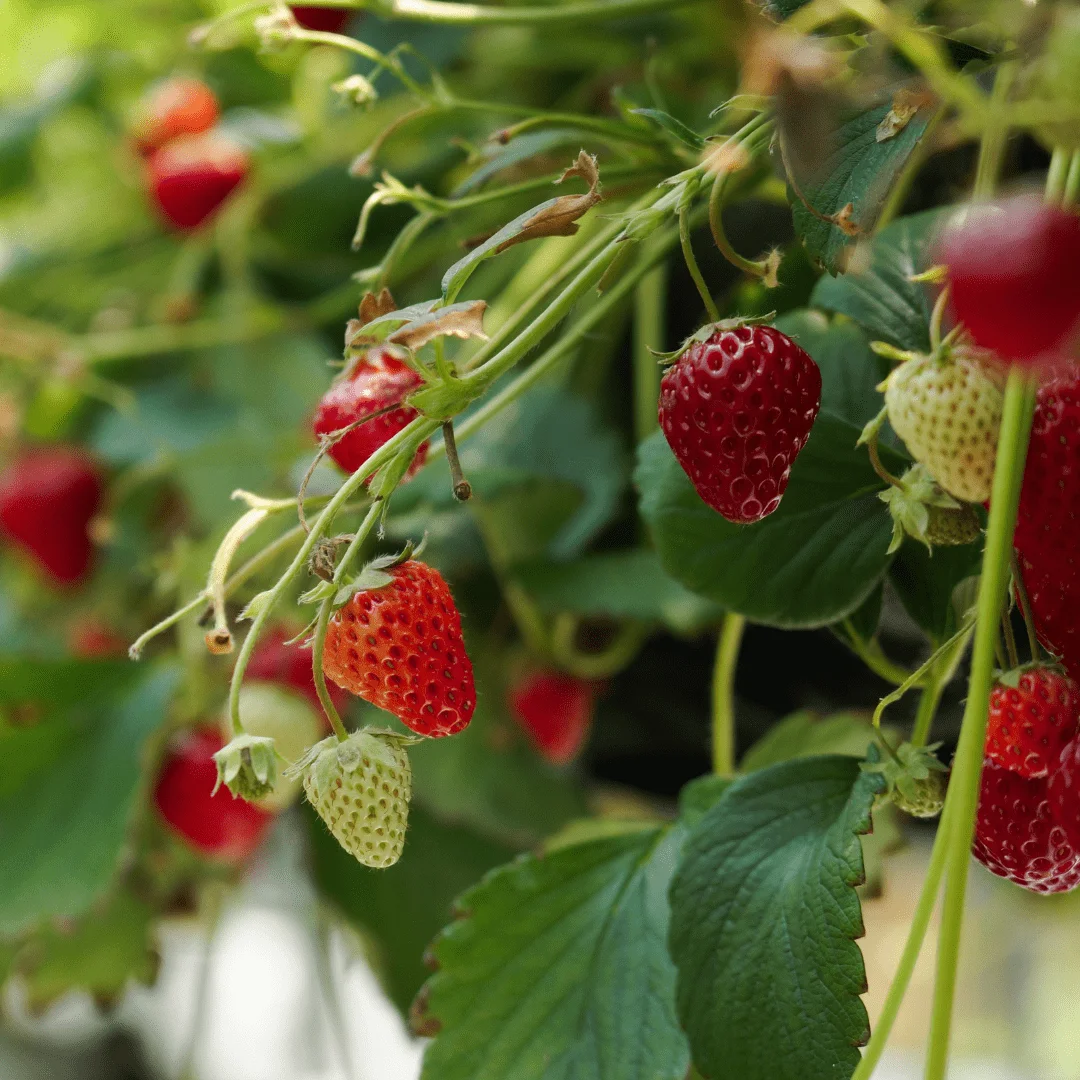 Buy Strawberry Plants by Sheel Berries at Sheel biotech 4