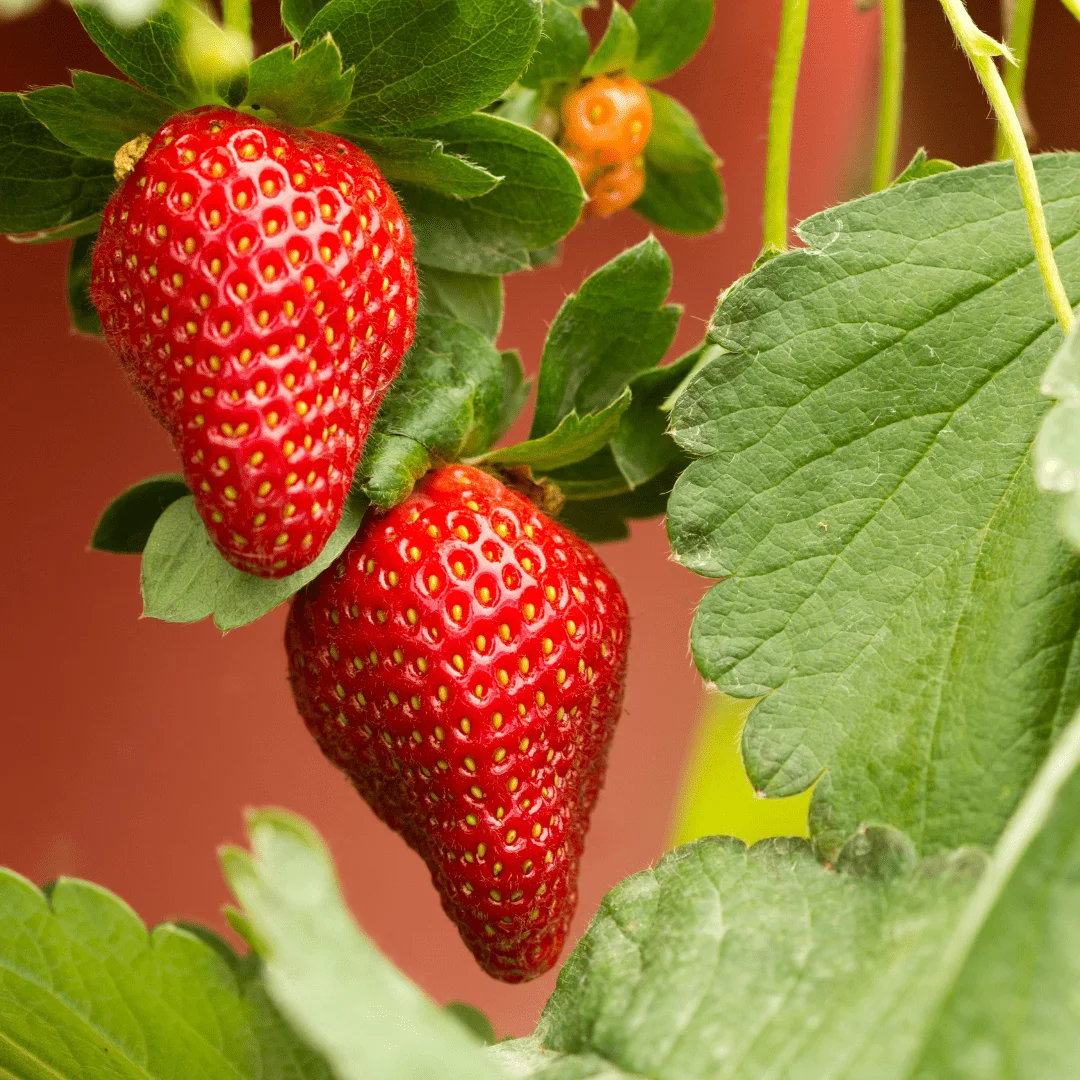 Buy Strawberry Plants by Sheel Berries at Sheel biotech 3