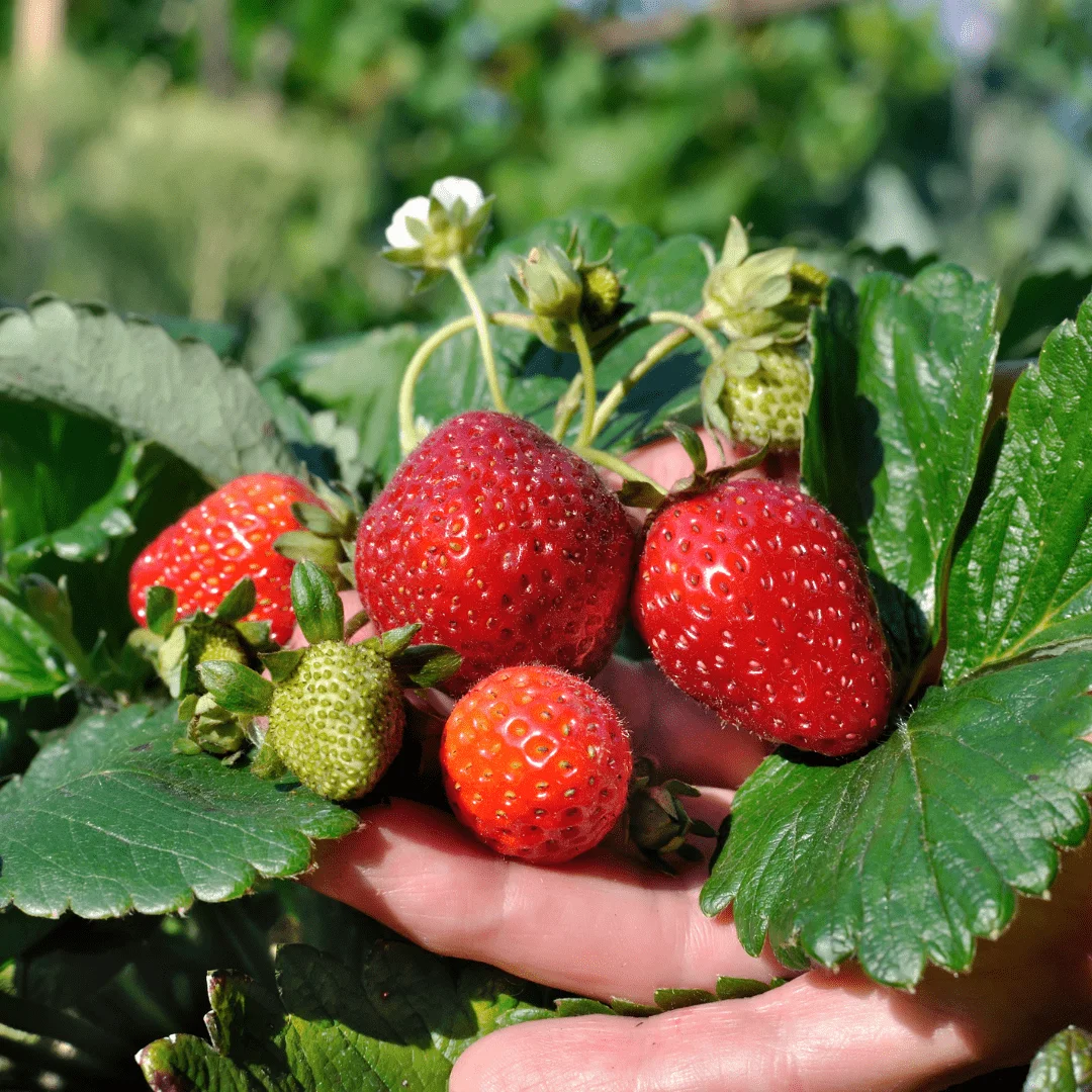 Buy Strawberry Plants by Sheel Berries at Sheel biotech 2