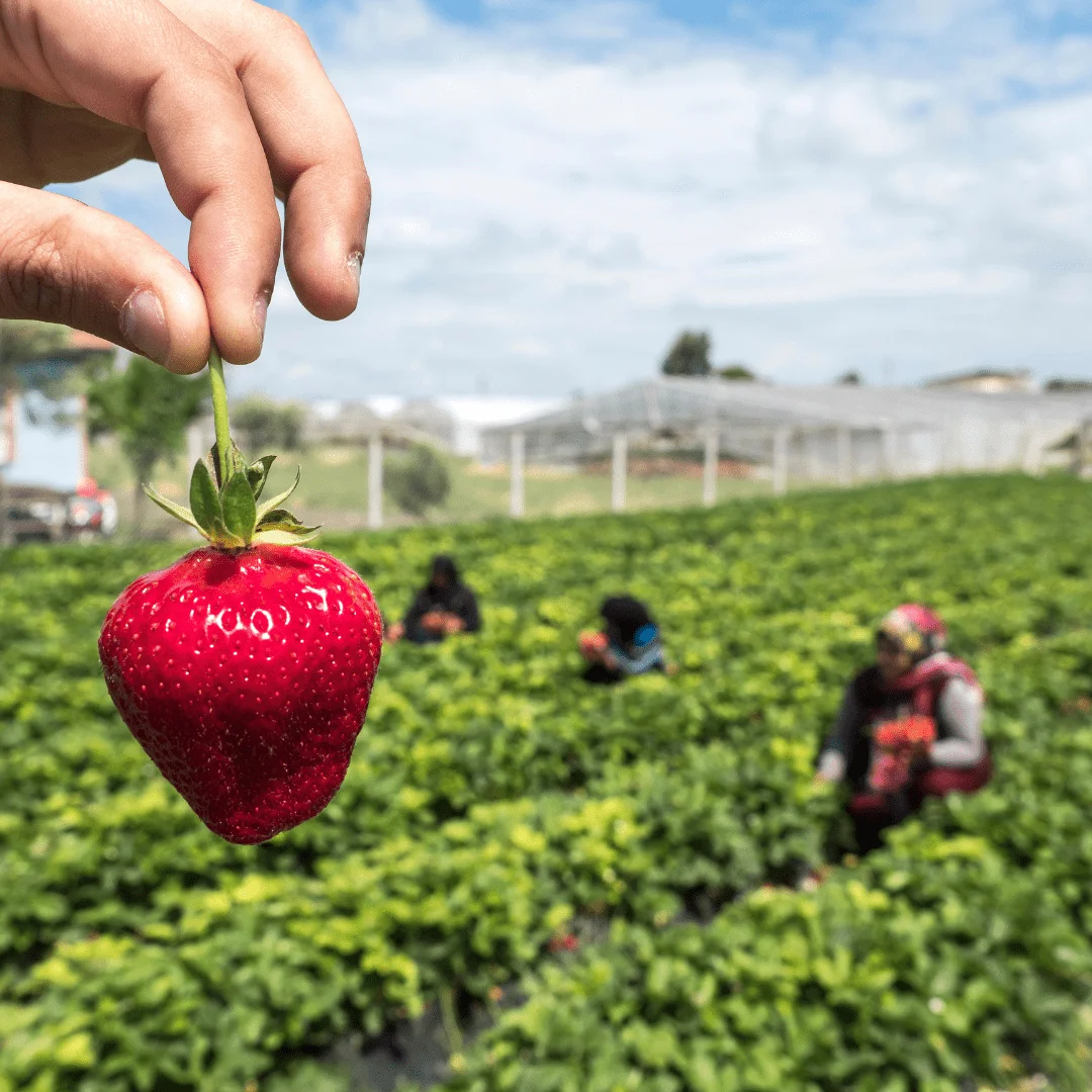 Buy Strawberry Plants by Sheel Berries at Sheel biotech 1