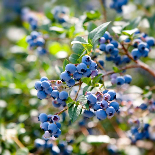 Buy Blueberry Plant Online in Bulk