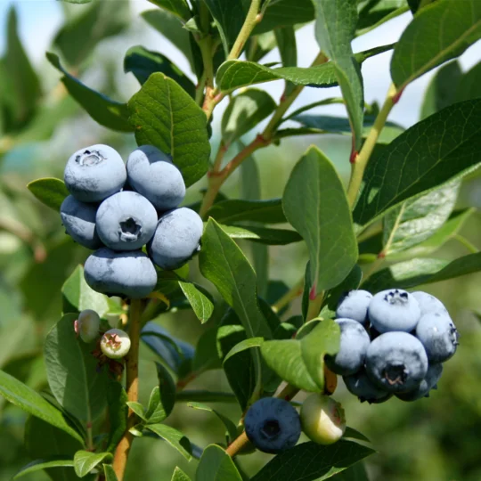 Blueberry Plant on Trees buy now Organic and in Bulk Quantity