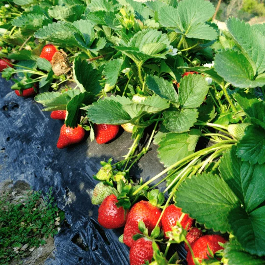 Buy Strawberry Plants by Sheel Berries at Sheel biotech 6