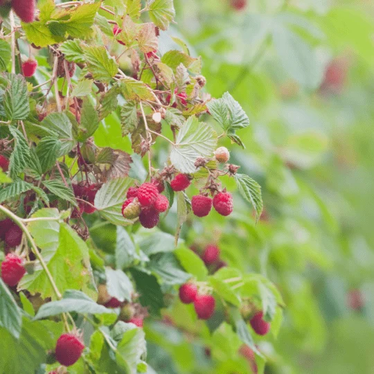 Buy Raspberry Plants by Sheel Berries at Sheel biotech 1