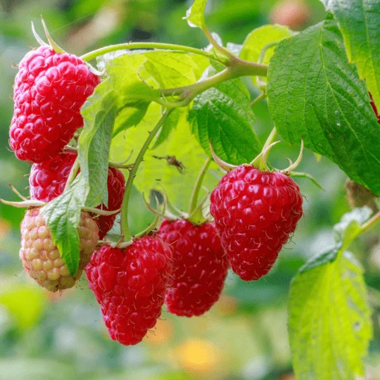 Buy Raspberry Plants by Sheel Berries at Sheel biotech