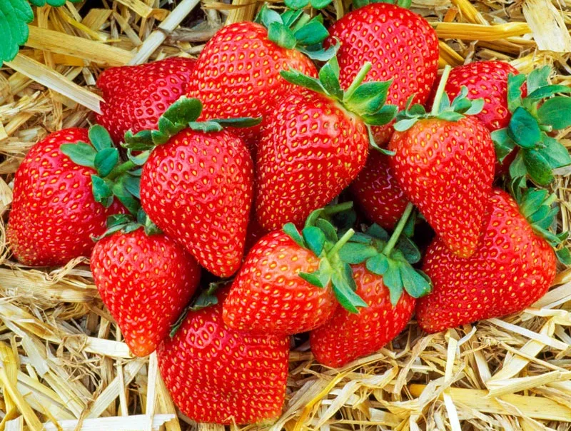 Buy Sweet Sensation Strawberry