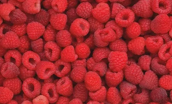 Buy kokanee raspberry online bulk in India