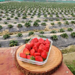 Buy Strawberry Fruits 1 Kg (500 Gms of 2)