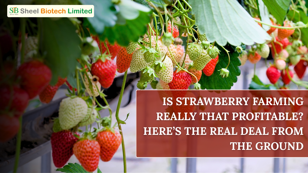 buy strawberry plants online