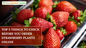 Buy Strawberry Plants Online in India