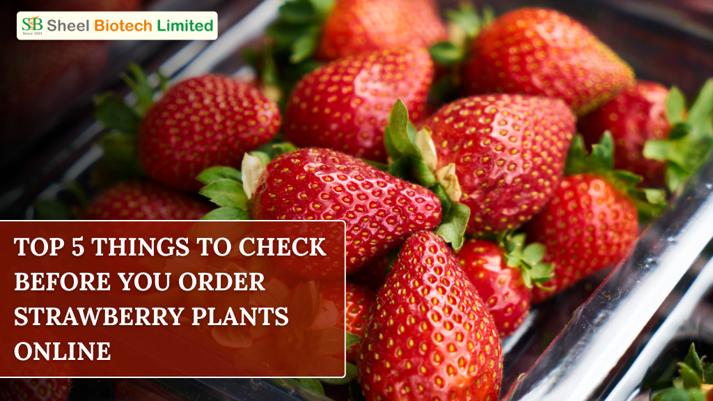 Buy Strawberry Plants Online in India