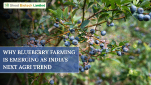 Blueberry Farming in India