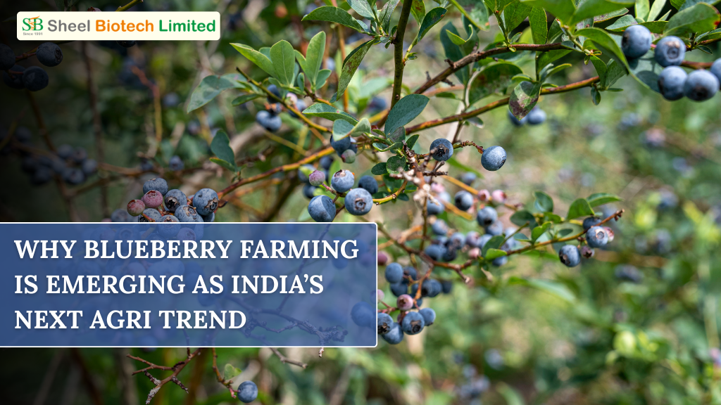Blueberry Farming in India