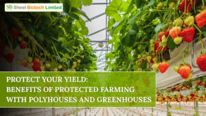 Protect Your Yield: Benefits of Protected Farming with Polyhouses and Greenhouses