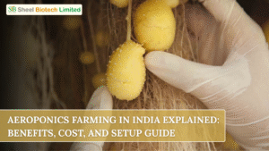Aeroponics Farming in India