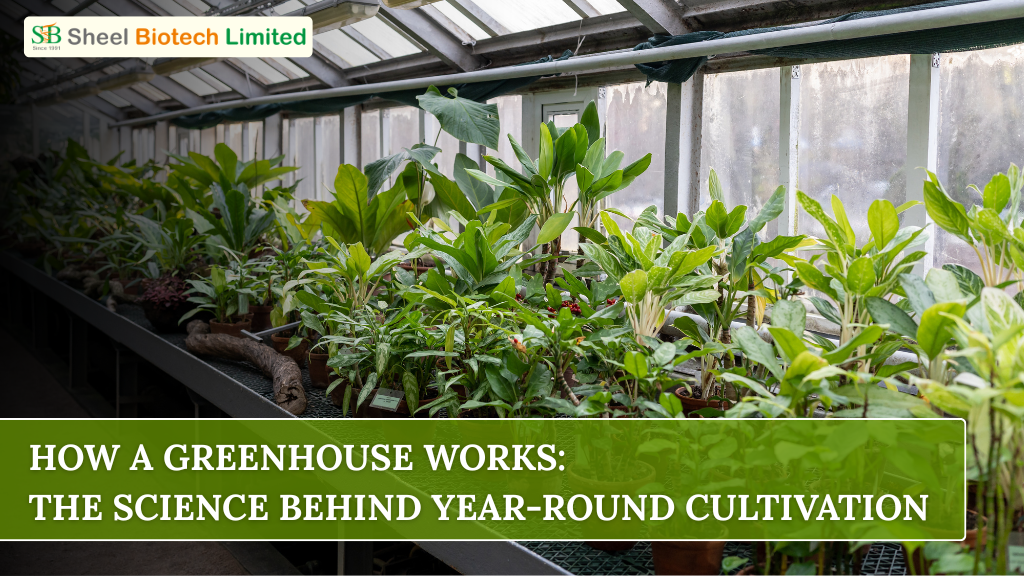 greenhouse manufacturers in India
