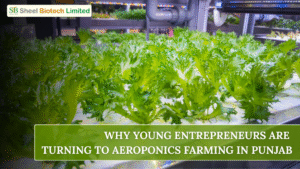 Aeroponics Farming in Punjab