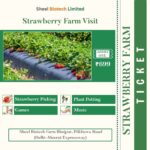 Strawberry Picking Ticket Without Lunch