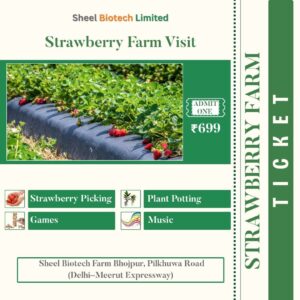 Strawberry Picking Ticket Without Lunch