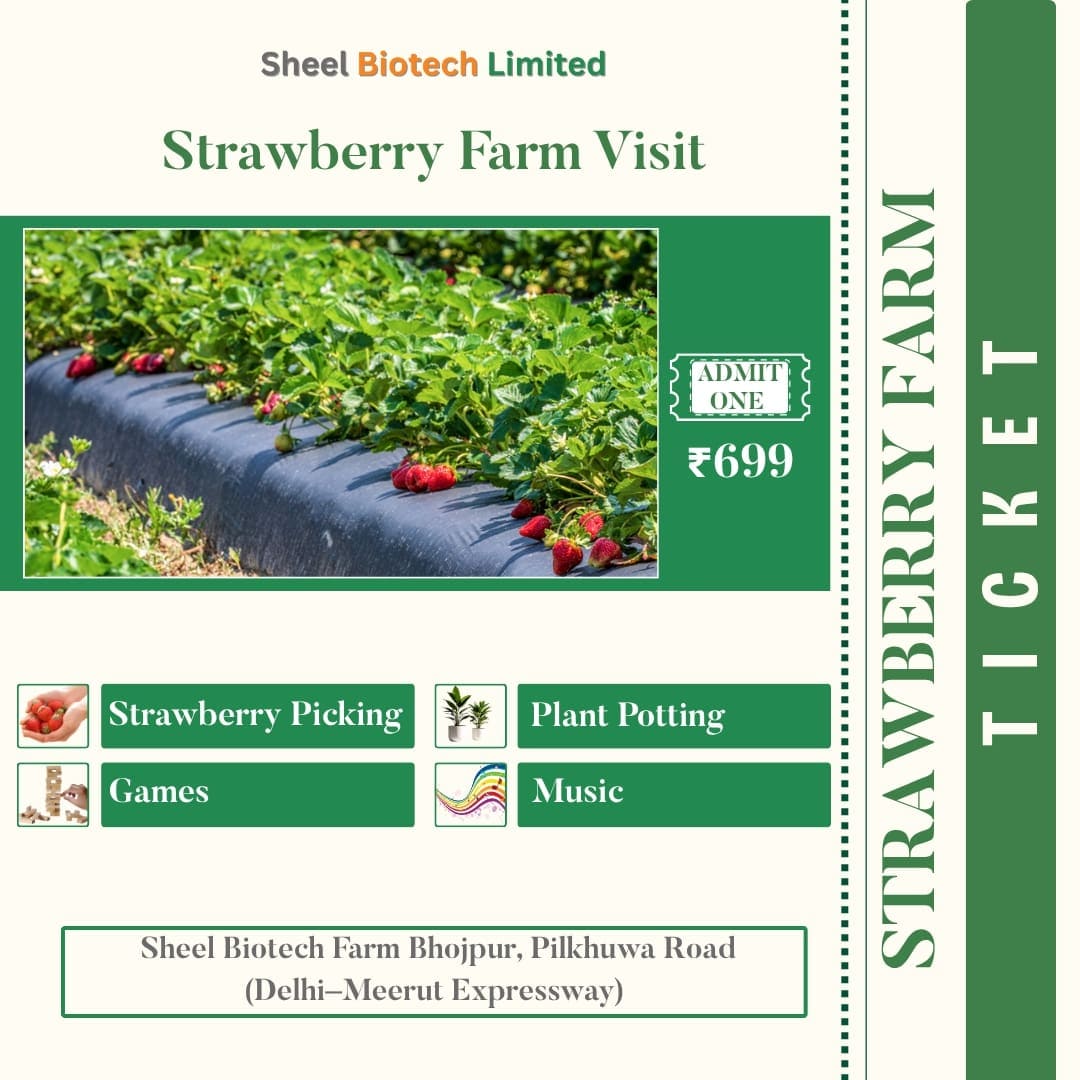 Strawberry Picking Ticket Without Lunch