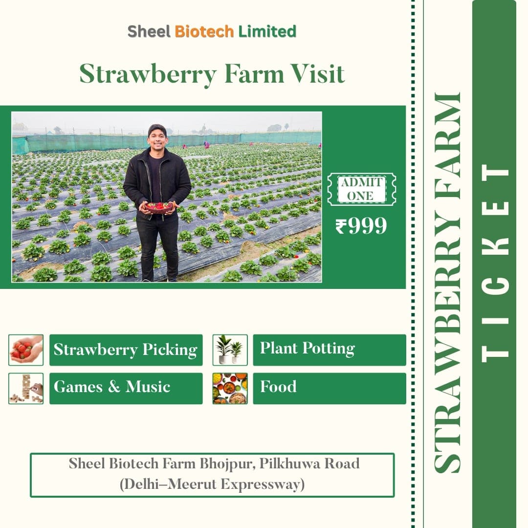 Strawberry Picking Ticket With Lunch