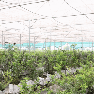 Blueberry Growing Farm
