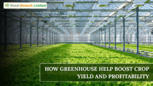 Greenhouse crop cultivation