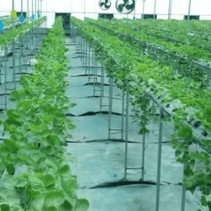 Hydroponics Farming Zone