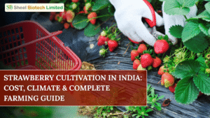 Healthy strawberry plants cultivated in a greenhouse using plant tissue