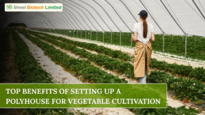 top-benefits-of-setting-up-a-polyhouse-for-vegetable-cultivation