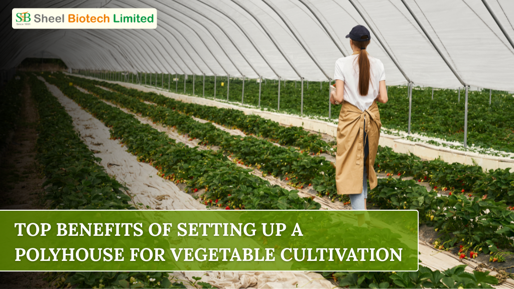 top-benefits-of-setting-up-a-polyhouse-for-vegetable-cultivation