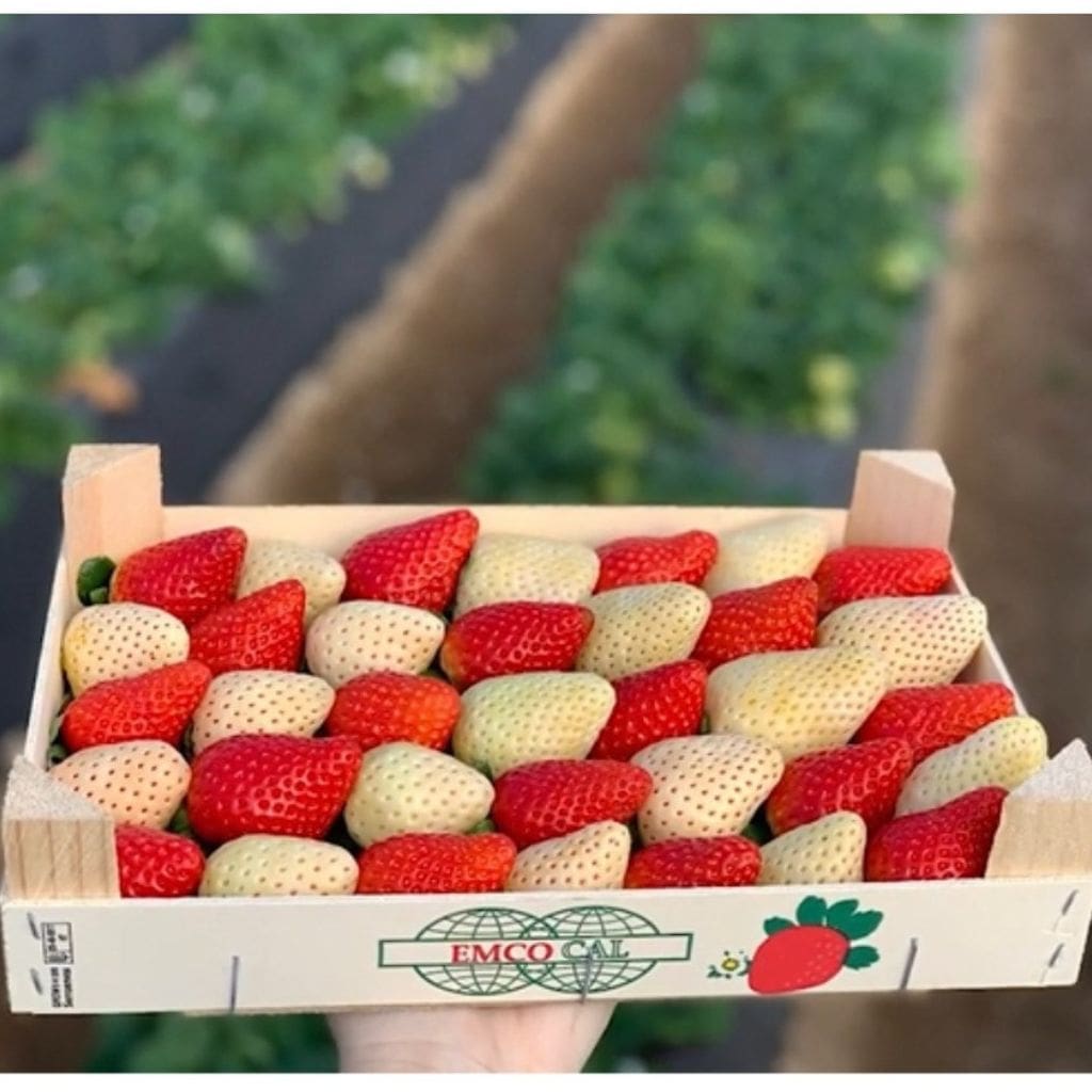 White and Red Strawberry by Sheel Biotech (1)-min