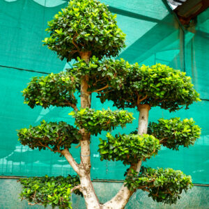 Olive Bonsai Section