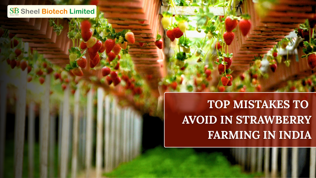 Tissue culture strawberry plants thriving in a controlled greenhouse environment, ensuring disease-free and high-quality fruit.