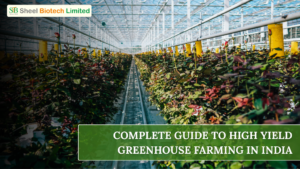 Advanced greenhouse structure in India with controlled temperature and irrigation systems used for high-yield commercial farming
