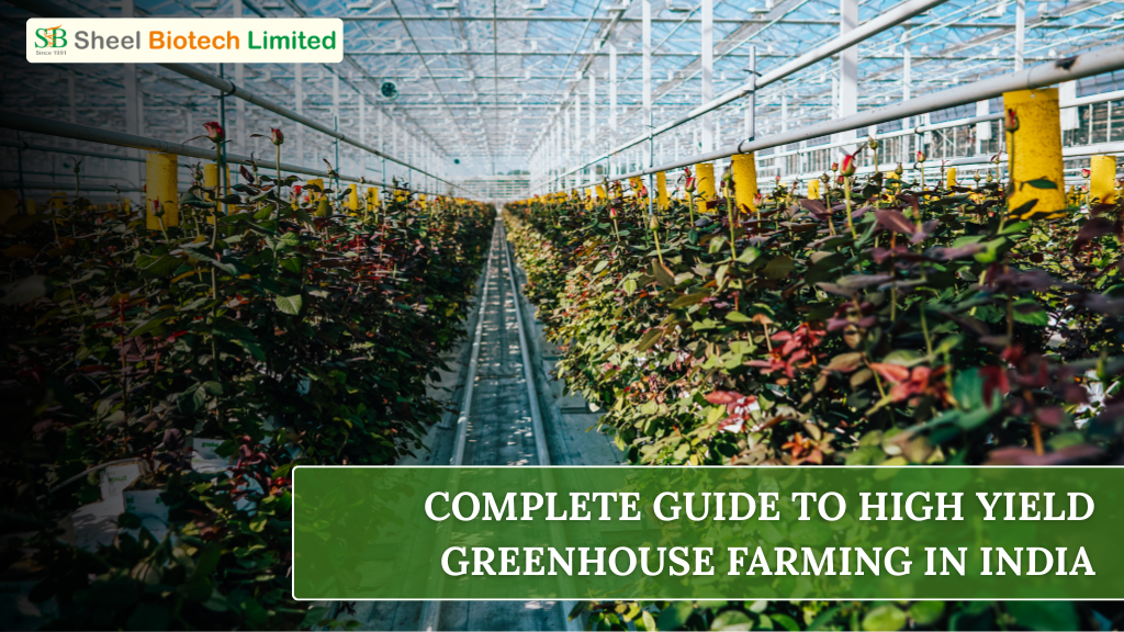 Advanced greenhouse structure in India with controlled temperature and irrigation systems used for high-yield commercial farming