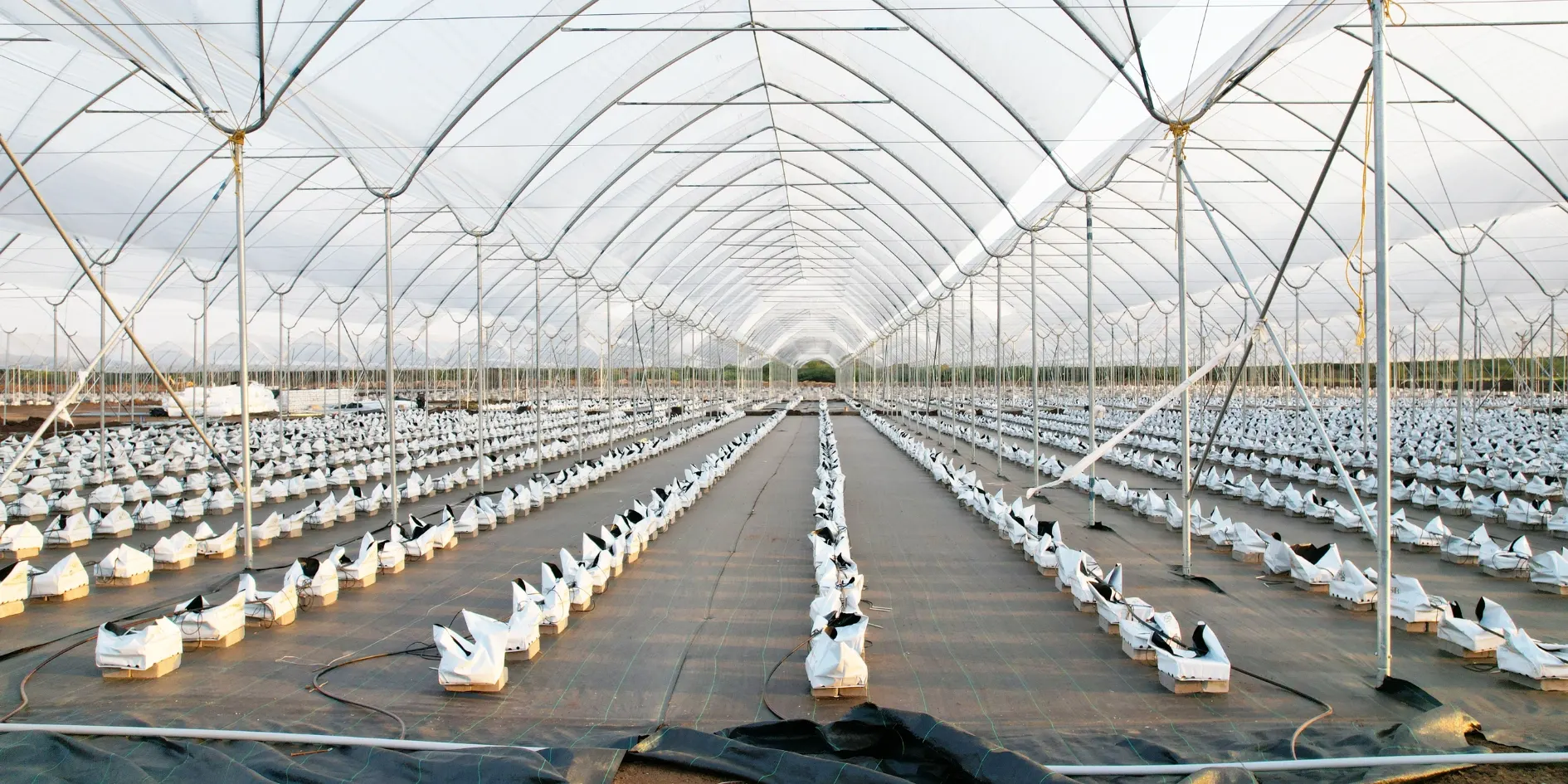 Farm Pune