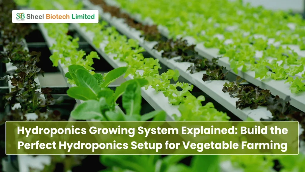 Hydroponics Growing System Explained: Build the Perfect Hydroponics Setup for Vegetable Farming