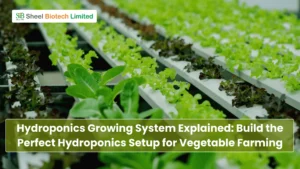 Hydroponics Growing System Explained: Build the Perfect Hydroponics Setup for Vegetable Farming