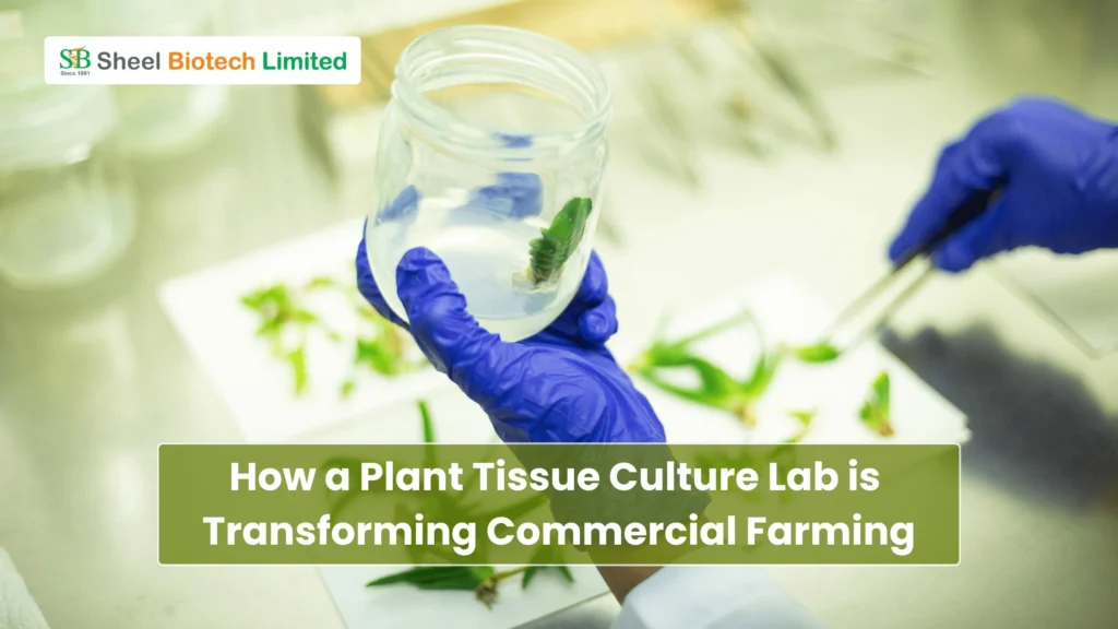 How a Plant Tissue Culture Lab is Transforming Commercial Farming