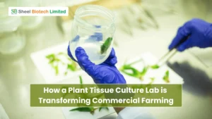 How a Plant Tissue Culture Lab is Transforming Commercial Farming