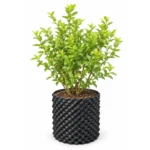 Blueberry Plant Pack of 1