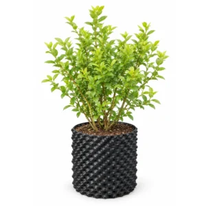Blueberry Plant Pack of 1