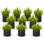 Blueberry Plant Pack of 10