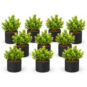 Blueberry Plant Pack of 10