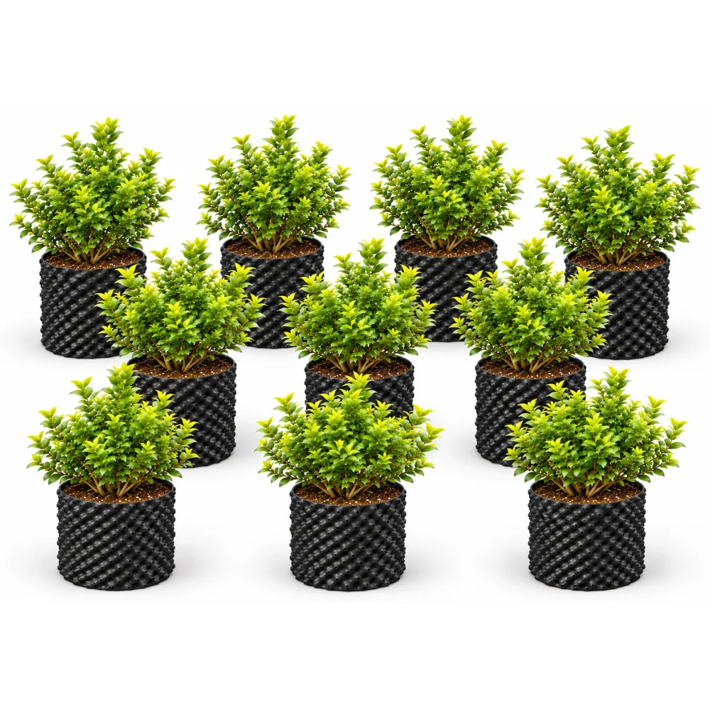 Blueberry Plant Pack of 10