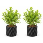 Blueberry Plant Pack of 2